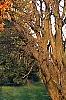 Prunus sargentii, fall color