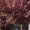 Prunus serrulata 'Kwanzan', habit