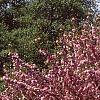 Prunus serrulata 'Kwanzan', habit