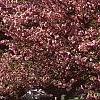 Prunus serrulata 'Kwanzan', habit