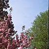 Prunus serrulata 'Kwanzan', habit