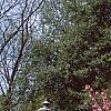 Prunus serrulata 'Kwanzan', habit