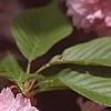 Prunus serrulata 'Kwanzan', flowers