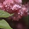 Prunus serrulata 'Kwanzan', flowers