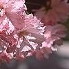 Prunus serrulata 'Kwanzan', flowers