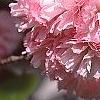Prunus serrulata 'Kwanzan', flowers