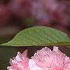 Prunus serrulata 'Kwanzan', flowers