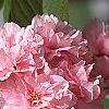 Prunus serrulata 'Kwanzan', flowers