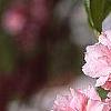 Prunus serrulata 'Kwanzan', flowers