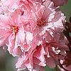 Prunus serrulata 'Kwanzan', flowers
