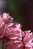 Prunus serrulata 'Kwanzan', flowers