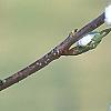 Prunus 'Snow Goose', flowers