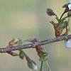 Prunus 'Snow Goose', flowers