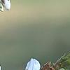 Prunus 'Snow Goose', flowers