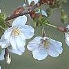 Prunus 'Snow Goose', flowers