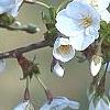 Prunus 'Snow Goose', flowers