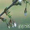 Prunus 'Snow Goose', flowers