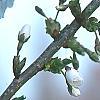 Prunus 'Snow Goose', flowers