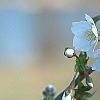 Prunus 'Snow Goose', flowers