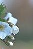 Prunus 'Snow Goose', flowers