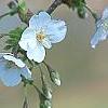 Prunus 'Snow Goose', flowers