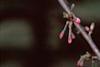 Prunus subhirtella var. autumnalis, flowers