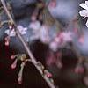 Prunus subhirtella var. autumnalis, flowers