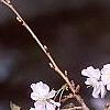 Prunus subhirtella var. autumnalis, flowers
