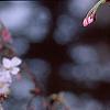 Prunus subhirtella var. autumnalis, flowers