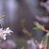 Prunus subhirtella var. autumnalis, flowers