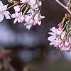 Prunus subhirtella var. autumnalis, flowers