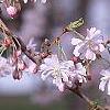 Prunus subhirtella var. autumnalis, flowers