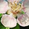 Chaenomeles sinensis, flowers