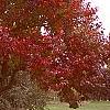 Pyrus calleryana 'Autumn Blaze', habit