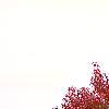 Pyrus calleryana 'Autumn Blaze', habit
