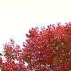 Pyrus calleryana 'Autumn Blaze', habit