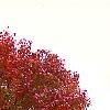 Pyrus calleryana 'Autumn Blaze', habit