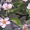 Pyrus communis, flowers