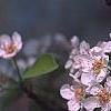 Pyrus communis, flowers