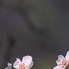 Pyrus communis, flowers