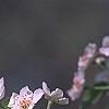 Pyrus communis, flowers