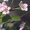 Pyrus communis, flowers