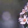 Pyrus communis, flowers