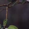 Pyrus communis, flowers
