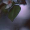 Pyrus communis, flowers