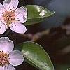 Pyrus communis, flowers