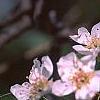 Pyrus communis, flowers