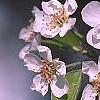 Pyrus communis, flowers