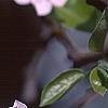 Pyrus communis, flowers
