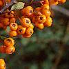 Pyracantha coccinea, fruit